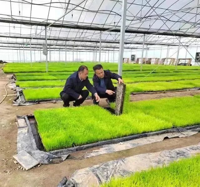 唐河富硒大米(富硒优质大米)-硒宝网