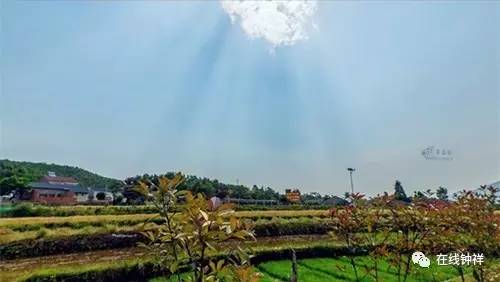 袁氏富硒大米(原阳富硒大米)-硒宝网