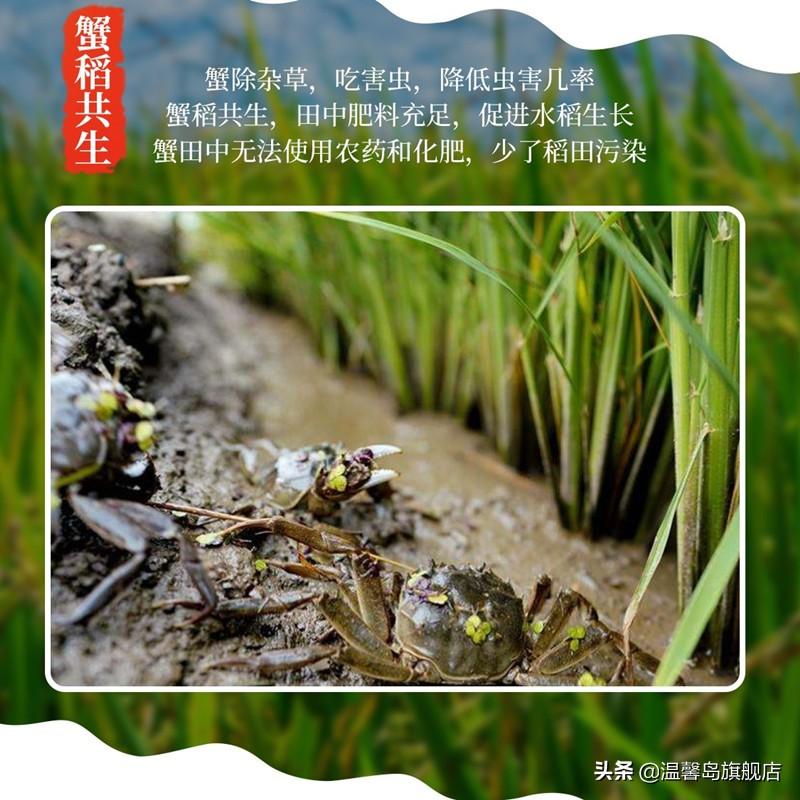 富硒盘锦大米(盘锦富硒大米多少钱一斤)-硒宝网