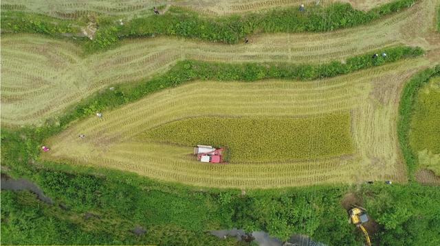 富硒大米安康(安康大米富硒产地)-硒宝网