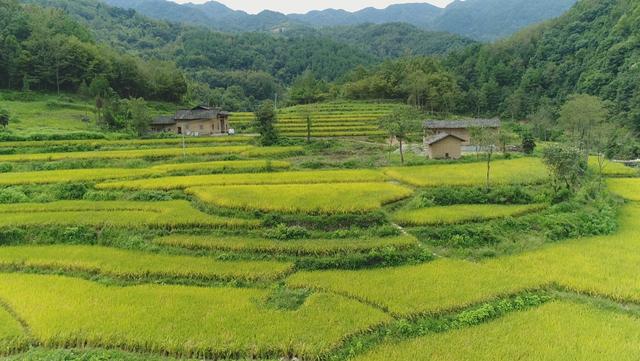 富硒大米安康(安康大米富硒产地)-硒宝网