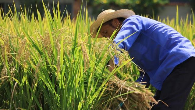 富硒大米安康(安康大米富硒产地)-硒宝网