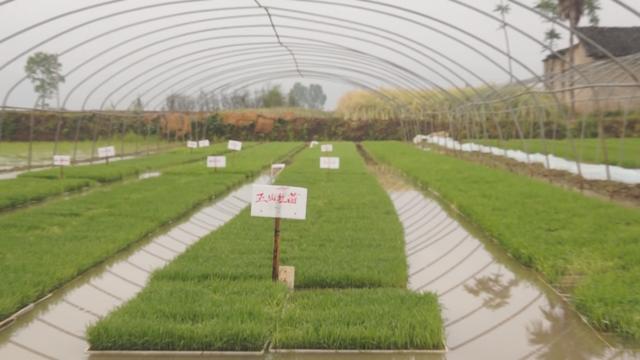 富硒大米安康(安康大米富硒产地)-硒宝网