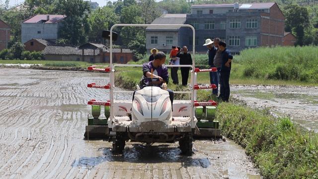 富硒大米安康(安康大米富硒产地)-硒宝网