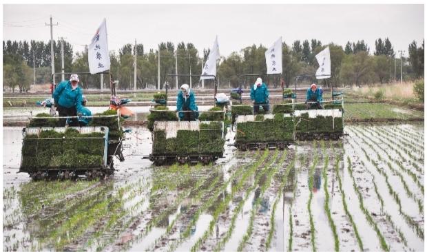 富硒盘锦大米（富硒优质大米）-硒宝网