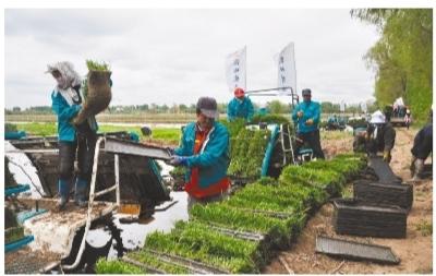 富硒盘锦大米（富硒优质大米）-硒宝网