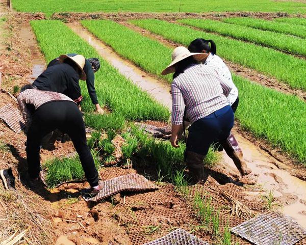 直播富硒大米（富硒大米市场前景）-硒宝网