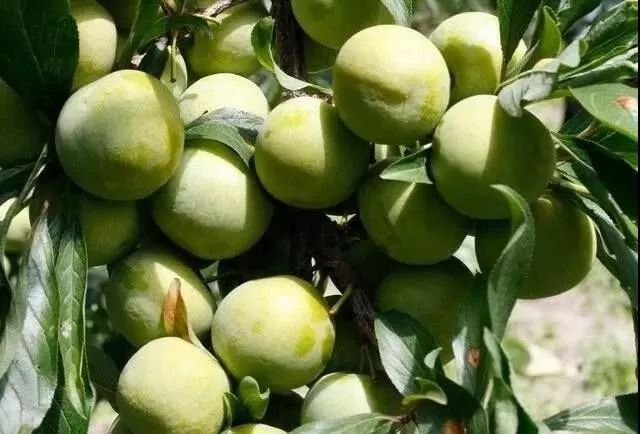 绵阳富硒大米（富锦富硒大米）-硒宝网