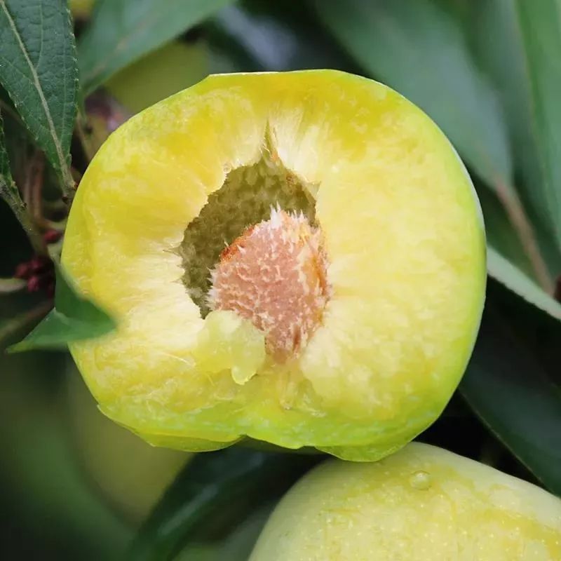 绵阳富硒大米（富锦富硒大米）-硒宝网