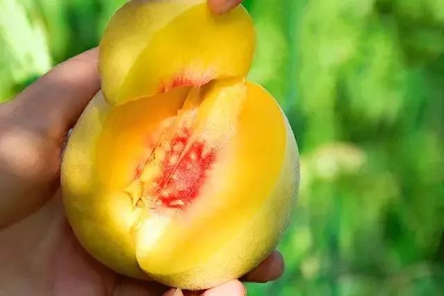 绵阳富硒大米（富锦富硒大米）-硒宝网