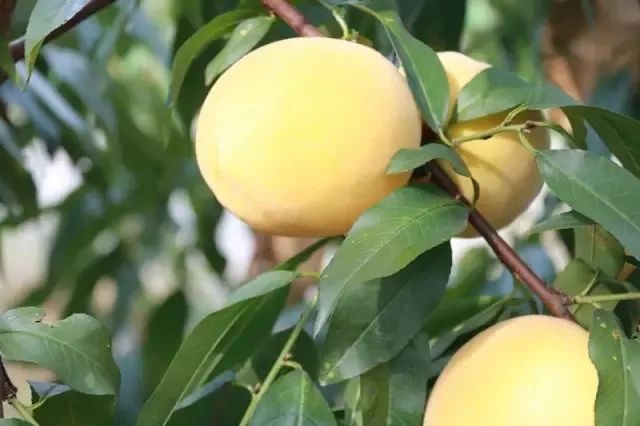 绵阳富硒大米（富锦富硒大米）-硒宝网