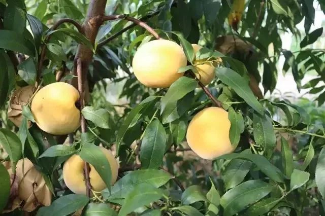 绵阳富硒大米（富锦富硒大米）-硒宝网