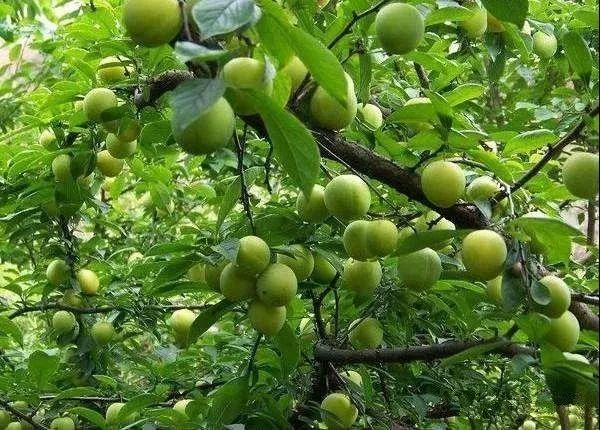 绵阳富硒大米（富锦富硒大米）-硒宝网