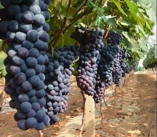 绵阳富硒大米（富锦富硒大米）-硒宝网