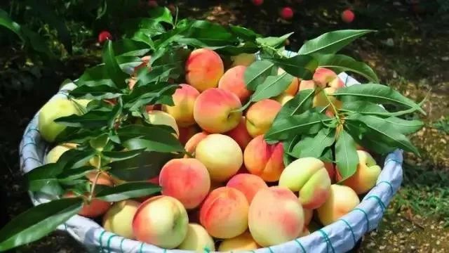 绵阳富硒大米（富锦富硒大米）-硒宝网