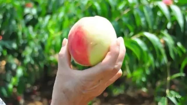 绵阳富硒大米（富锦富硒大米）-硒宝网