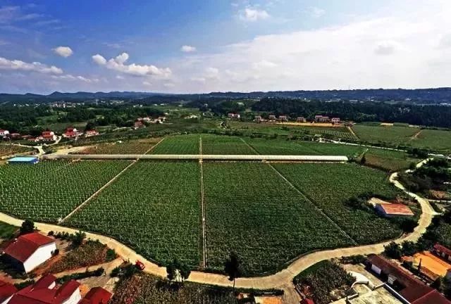 绵阳富硒大米（富锦富硒大米）-硒宝网