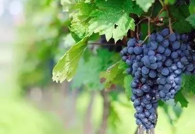 绵阳富硒大米（富锦富硒大米）-硒宝网