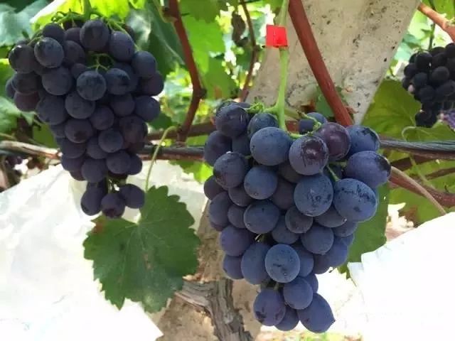 绵阳富硒大米（富锦富硒大米）-硒宝网