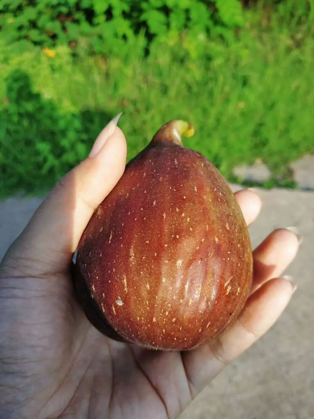 绵阳富硒大米（富锦富硒大米）-硒宝网