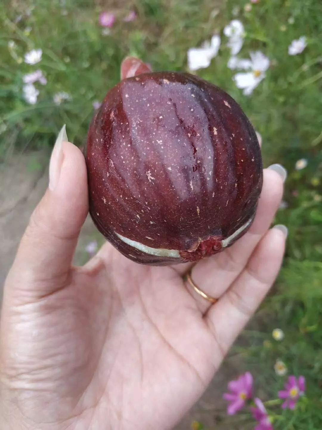 绵阳富硒大米（富锦富硒大米）-硒宝网