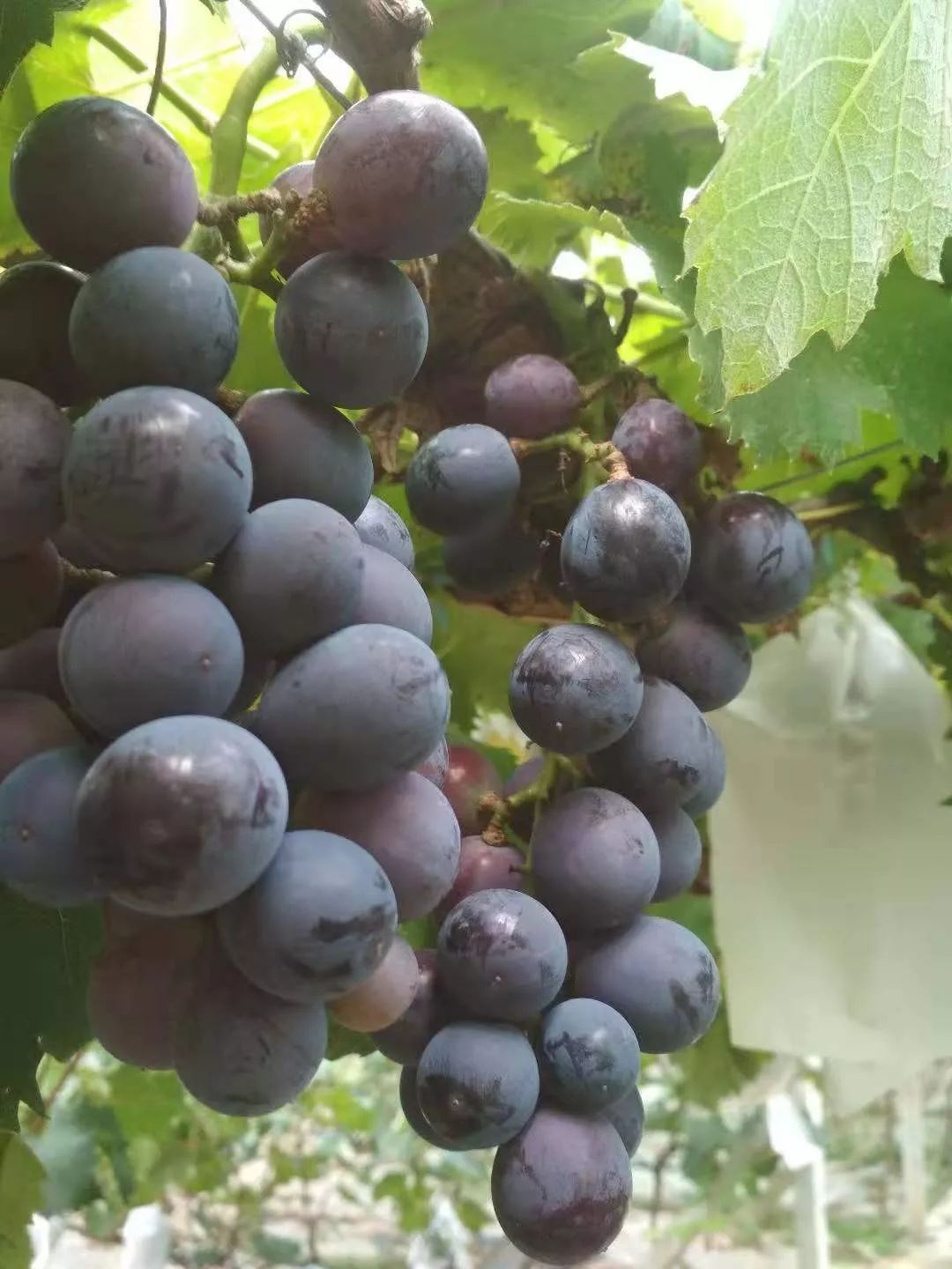 绵阳富硒大米（富锦富硒大米）-硒宝网