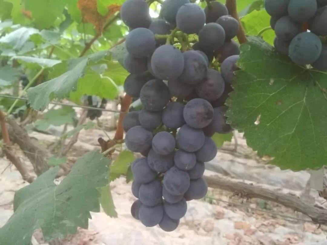 绵阳富硒大米（富锦富硒大米）-硒宝网