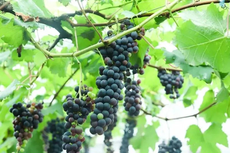 绵阳富硒大米（富锦富硒大米）-硒宝网