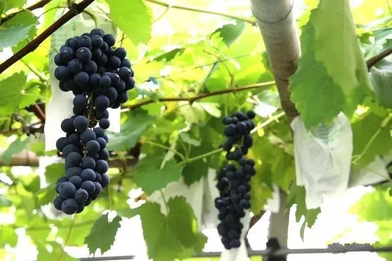 绵阳富硒大米（富锦富硒大米）-硒宝网