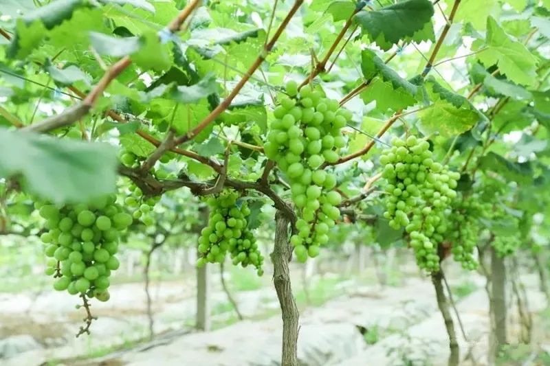 绵阳富硒大米（富锦富硒大米）-硒宝网