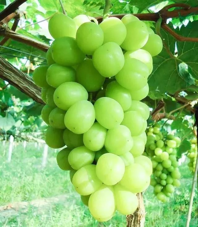 绵阳富硒大米（富锦富硒大米）-硒宝网