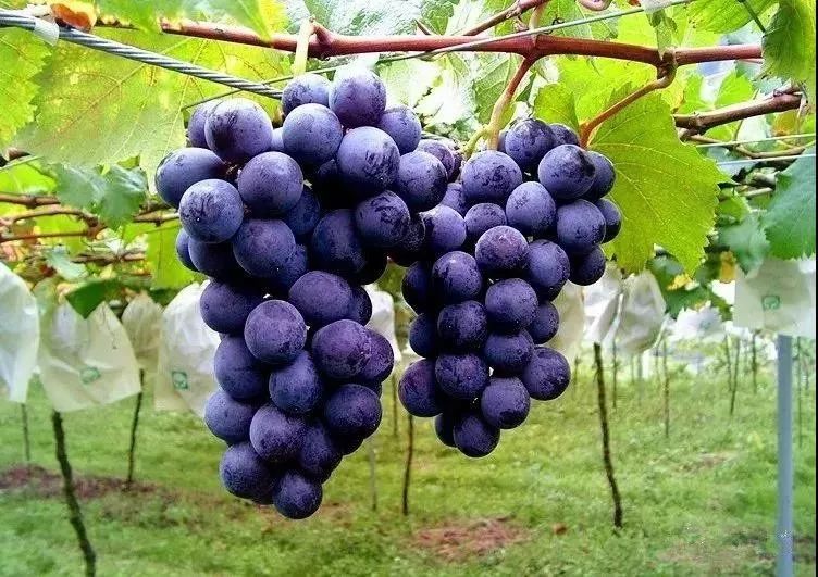 绵阳富硒大米（富锦富硒大米）-硒宝网