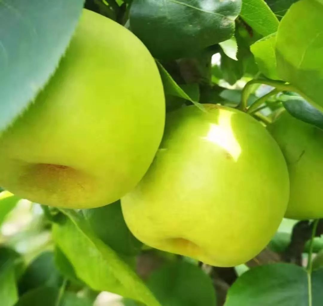 绵阳富硒大米（富锦富硒大米）-硒宝网