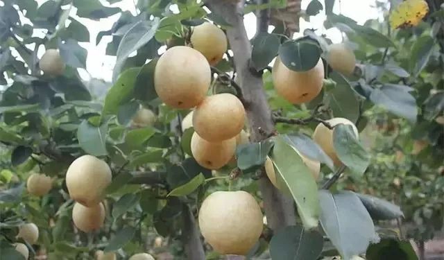 绵阳富硒大米（富锦富硒大米）-硒宝网