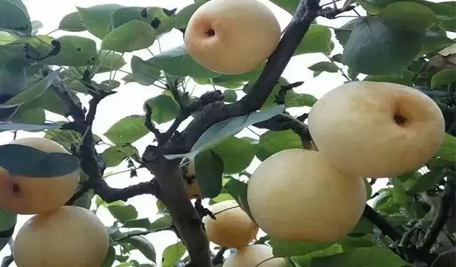 绵阳富硒大米（富锦富硒大米）-硒宝网