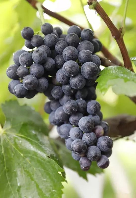 绵阳富硒大米（富锦富硒大米）-硒宝网