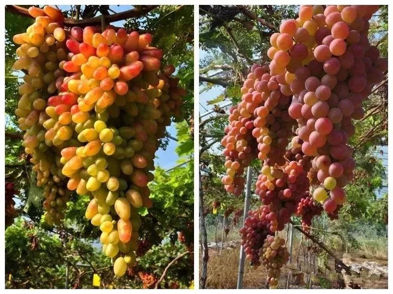 绵阳富硒大米（富锦富硒大米）-硒宝网