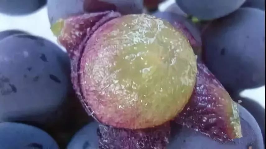 绵阳富硒大米（富锦富硒大米）-硒宝网