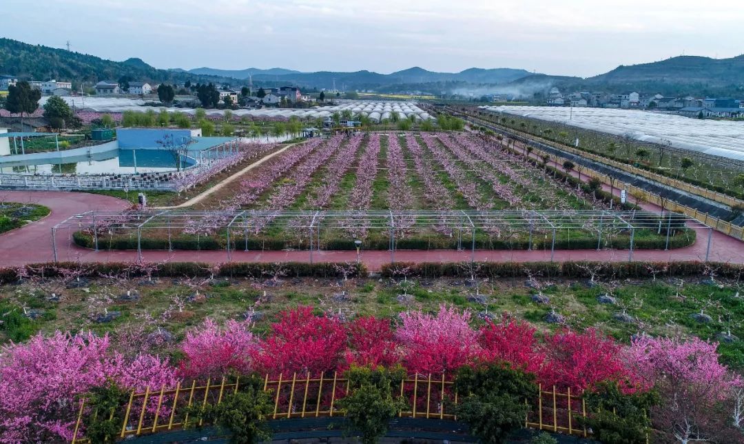绵阳富硒大米（富锦富硒大米）-硒宝网