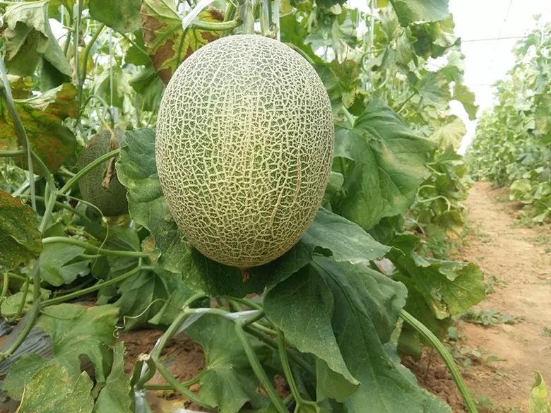 绵阳富硒大米（富锦富硒大米）-硒宝网