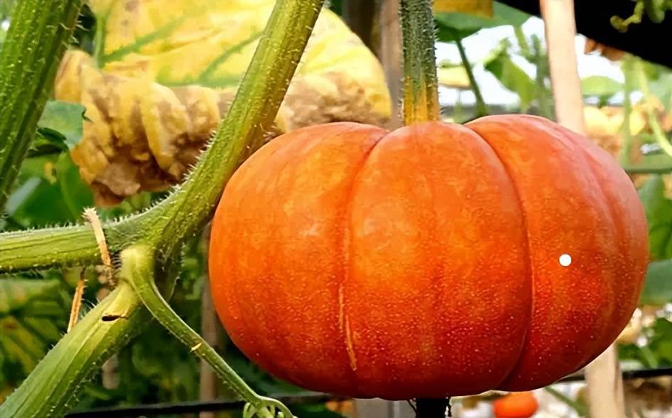 富硒大米减肥(富硒大米降血糖吗)-硒宝网