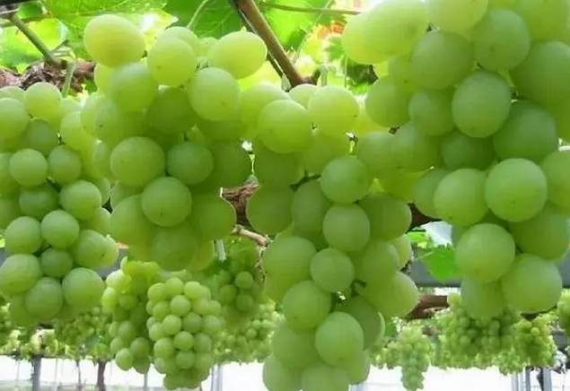 绵阳富硒大米(富硒优质大米)-硒宝网