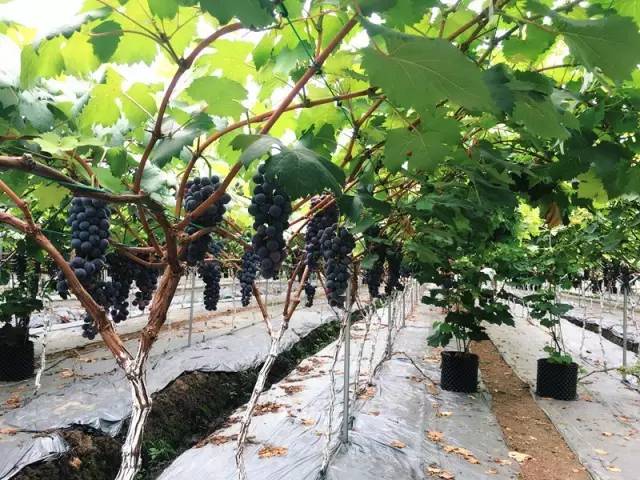 绵阳富硒大米(富硒优质大米)-硒宝网