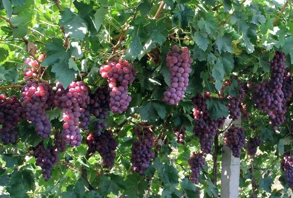 绵阳富硒大米(富硒优质大米)-硒宝网