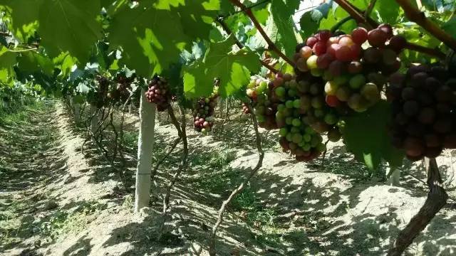 绵阳富硒大米(富硒优质大米)-硒宝网