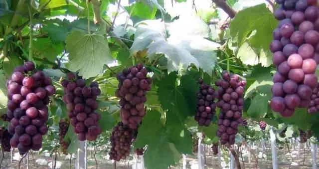 绵阳富硒大米(富硒优质大米)-硒宝网