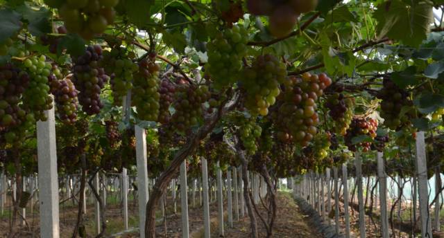 绵阳富硒大米(富硒优质大米)-硒宝网