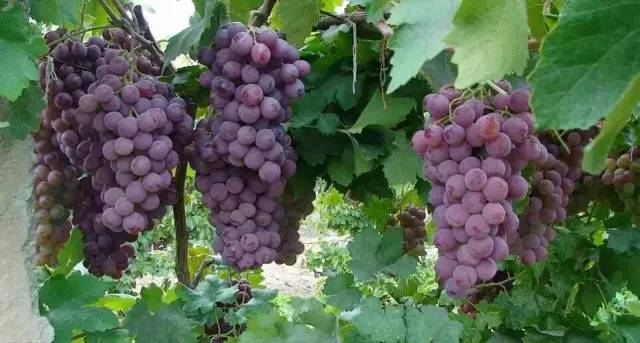 绵阳富硒大米(富硒优质大米)-硒宝网