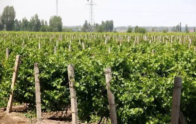 绵阳富硒大米(富硒优质大米)-硒宝网