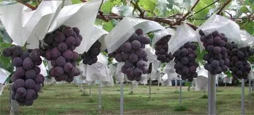 绵阳富硒大米(富硒优质大米)-硒宝网